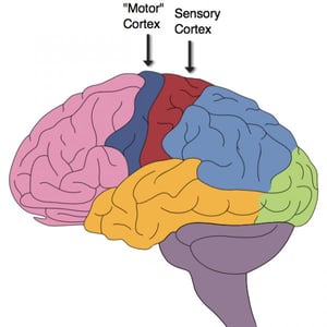 Brain Sensory Motor Cortex