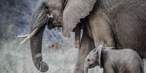 An Elephant's Envy: 7 Tips to Boost Your Memory