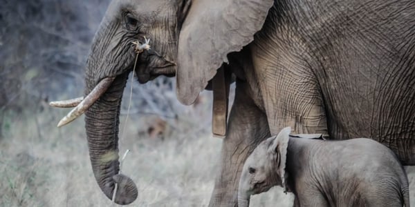 An Elephant's Envy: 7 Tips to Boost Your Memory