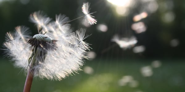 Do You Suffer From Seasonal Allergies? 6 Tips