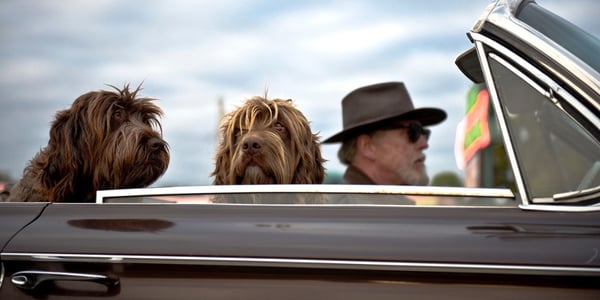 Is Adopting a Pet During Retirement Right for You?