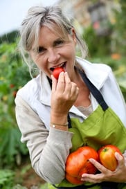 Senior woman tasting fresh tomatoes from garden