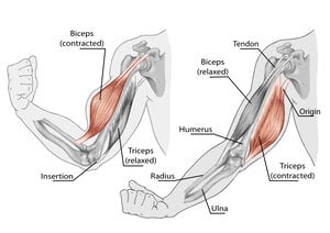 bicep contraction diagram