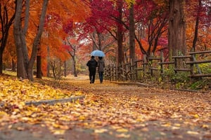 senior couple walking together under umbrella through the park in fall with leaves