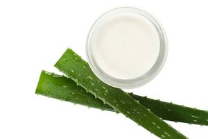 aloe vera plants and lotion