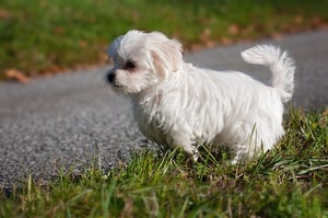 white maltese dog