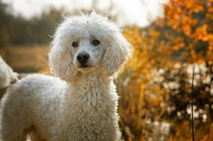 poodle dog