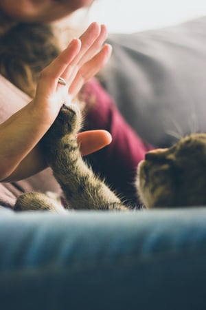 therapy cat giving high five to human owner