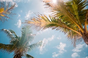 Sunshine through palm trees