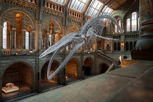 national-history-museum-dinosaur