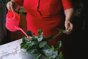 older woman watering indoor plant