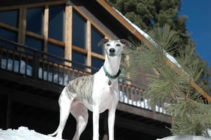 white and grey greyhound outside in the snow