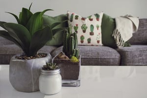 plants on coffee table near couch
