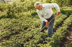 older man gardening outdoors