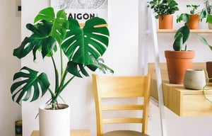 plants in corner of room
