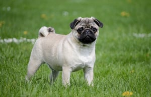 pug dog