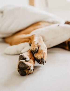 dog sharing bed